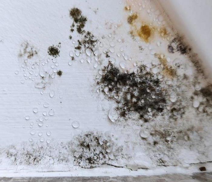 Black mold on white painted wall 